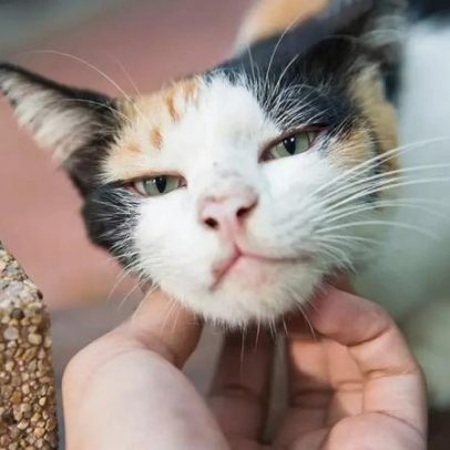 Gatos respondem melhor ao falarmos com voz de bebê, aponta estudo