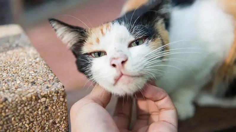 Pesquisa mostra que falar com pets usando “voz de bebê” ajuda gatos e cães a prestarem mais atenção e fortalece o vínculo