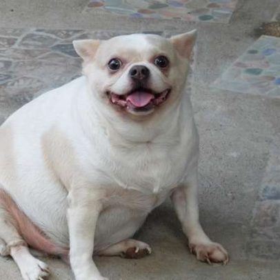 Especialista alerta sobre a saúde de cães acima do peso