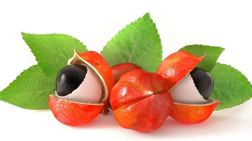 Os frutos dessa planta chamam atenção pelo aspecto marcante. São cápsulas vermelhas que, ao se abrirem, revelam sementes escuras envoltas por arilo branco, lembrando olhos humanos – depositphotos.com / diogoppr