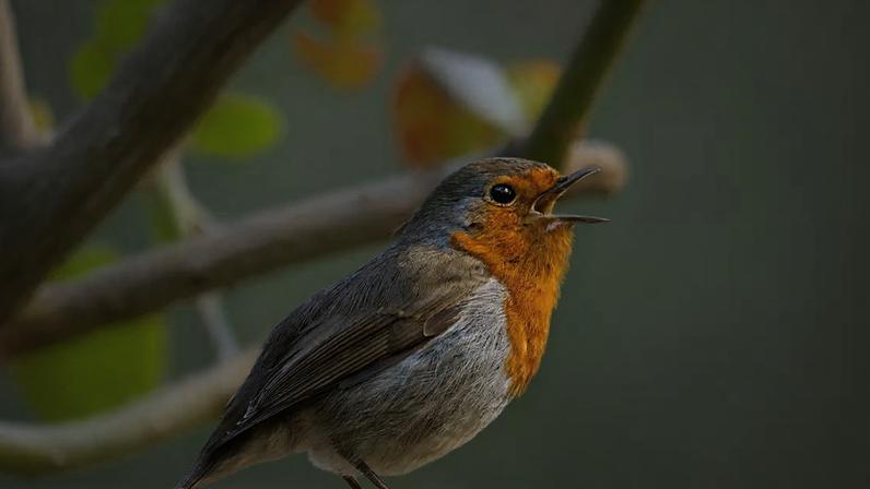 Foto: Pexels/Siegfried Poepperl