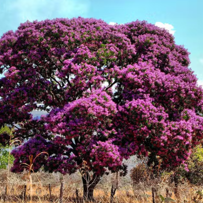 Do Cerrado à ciência: espécies nativas podem inspirar tratamentos médicos