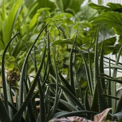 Plantas purificam o ar em casa, segundo a NASA, e são fáceis de cuidar