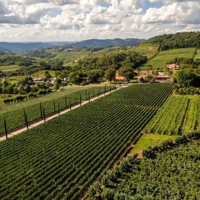 Expedição do Campo à Taça revela imersão na vitivinicultura brasileira