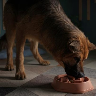 Cachorro come mais devagar: 6 dicas práticas