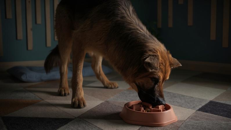 6 dicas para o cachorro comer mais devagar