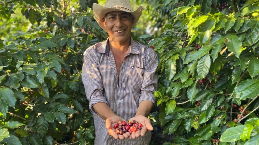 Lei da UE sobre desmatamento pode deixar cafeicultores hondurenhos para trás