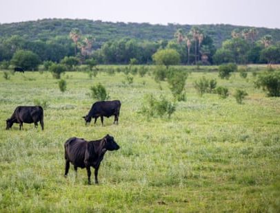 Defensores criticam plano de Trump de abrir 24 mi de acres federais à pastagem