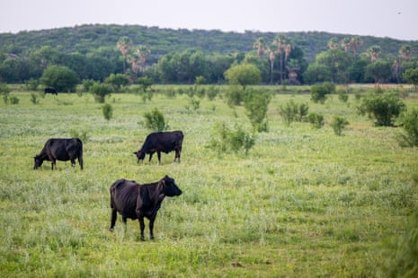 Cattle are seen grazing in a field on 13 June 2023 in Quemado, Texas.