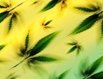 Proibição de cânhamo nos EUA pode criminalizar CBD e atrasar plano Medicare