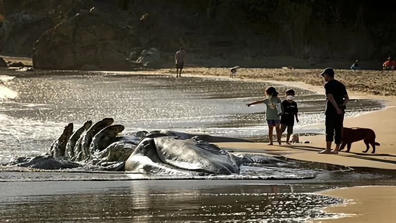 Visitors to Muir Beach look at a decomposing gray whale am on 17 April 2021.