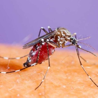 Dengue, zika ou chikungunya: diferenças em sintomas, riscos e tratamento