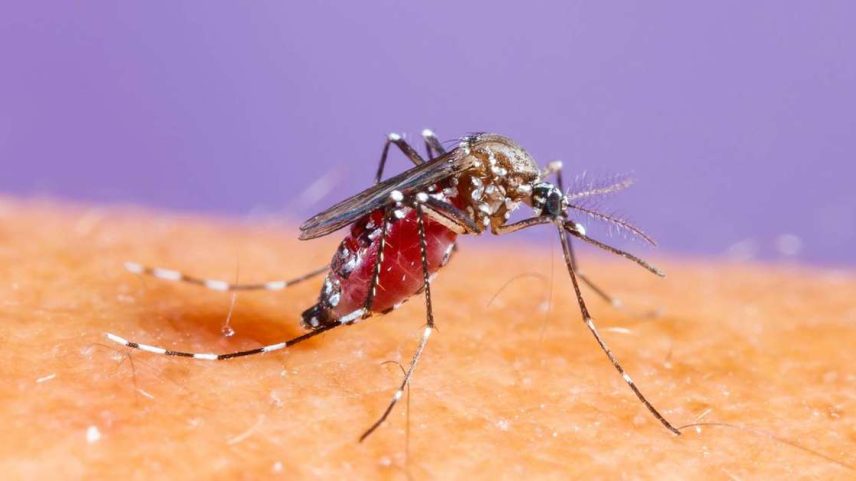 A transmissão de dengue, zika e chikungunya acontece, em geral, da mesma forma: o Aedes aegypti pica uma pessoa infectada, o vírus se multiplica no organismo do inseto e, depois de alguns dias, esse mosquito passa a transmitir a doença ao picar outras pessoas – depositphotos.com / smuayc
