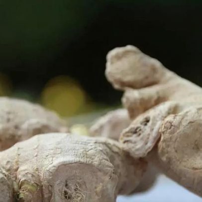 Gengibre combina sabor marcante com benefícios à saúde