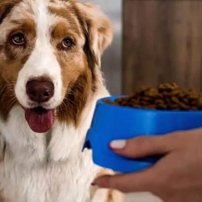 Como estimular o apetite do cachorro com 6 dicas práticas