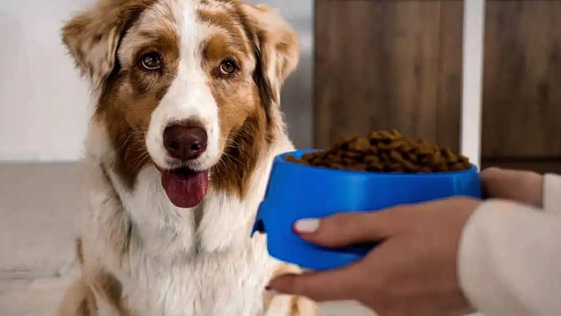 Mudanças na rotina e no ambiente podem afetar o apetite dos cachorros