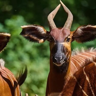 Semana da vida selvagem: bongos raros, patos em desfile e Marmalade no Tâmisa