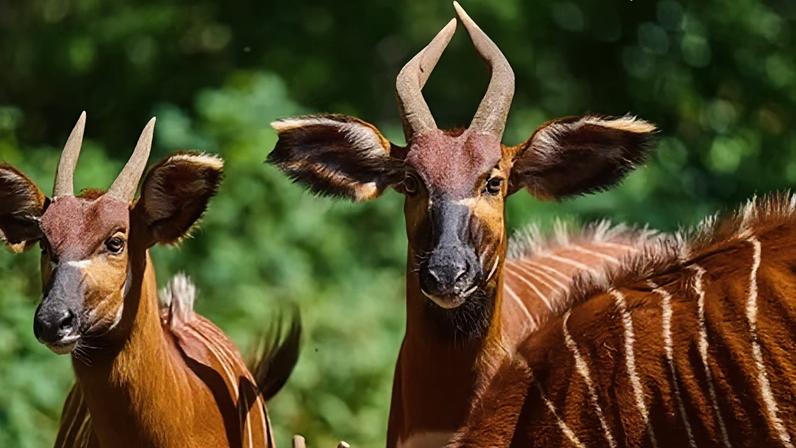 Some of the world’s few remaining mountain bongos in Nanyuki, Kenya.