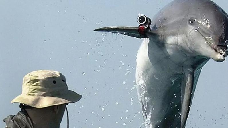 Crescem as suspeitas de que o Irã poderá usar golfinhos adestrados para atacar navios dos Estados Unidos no Golfo Pérsico