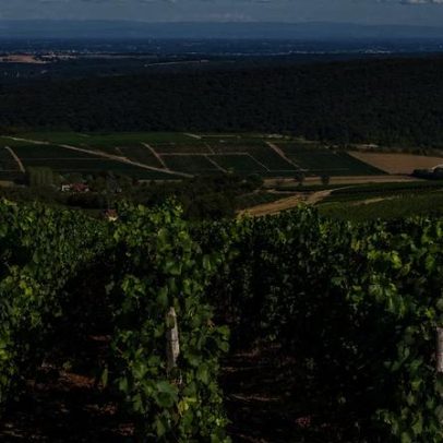 Calor extremo não é insuperável para a viticultura, efeitos positivos nas uvas