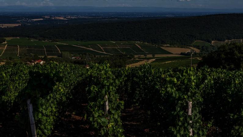 Calor extremo não é insuperável para a viticultura, efeitos positivos nas uvas