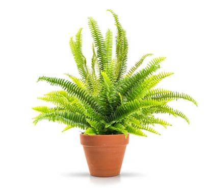Toalha úmida pode manter plantas de casa vivas?