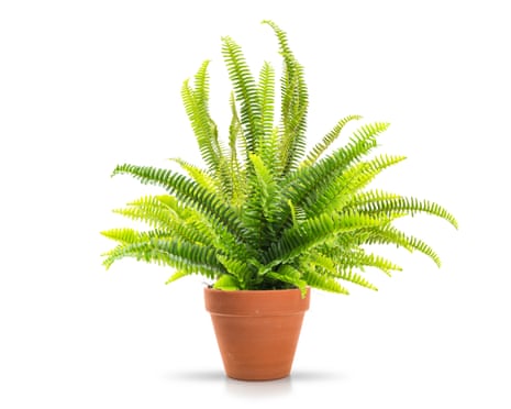 Toalha úmida pode manter plantas de casa vivas?
