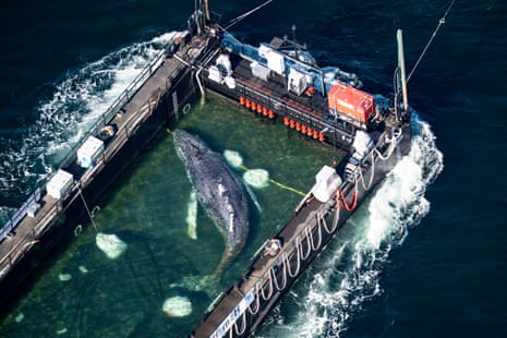 The humpback whale being transported towards the North Sea in a flooded cargo ship.