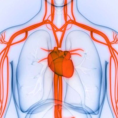 Aorta: a maior artéria e seu papel essencial na circulação