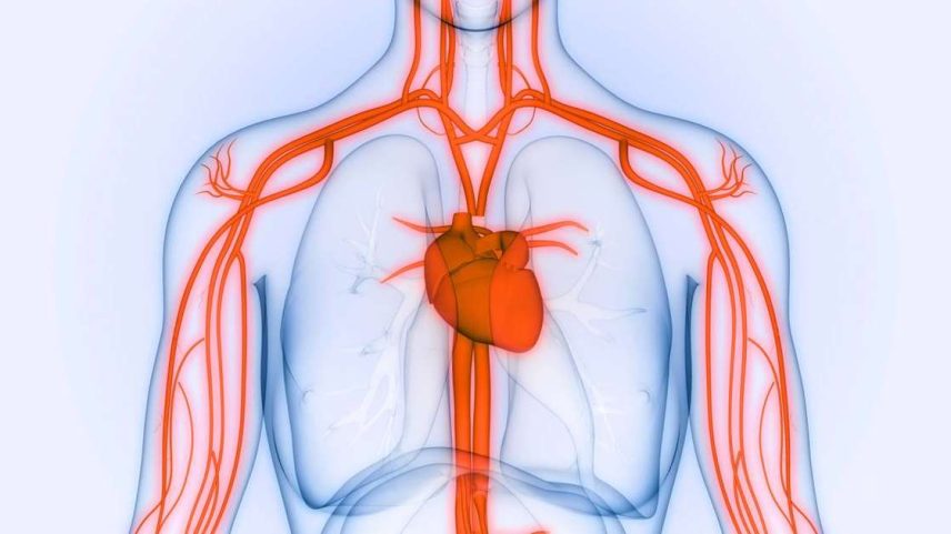 Aorta – depositphotos.com / magicmine