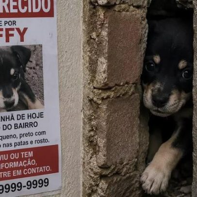 Filhote desaparecido é encontrado após choro revelar local improvável
