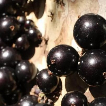 Frutas consideradas as melhores do mundo e seus diferenciais