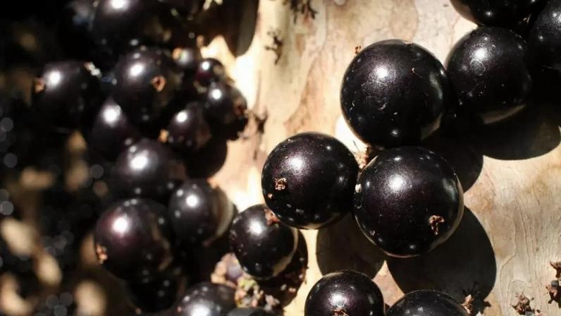 Frutas consideradas as melhores do mundo e seus diferenciais