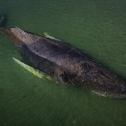 Baleia encontrada morta perto de ilha dinamarquesa após resgate alemão
