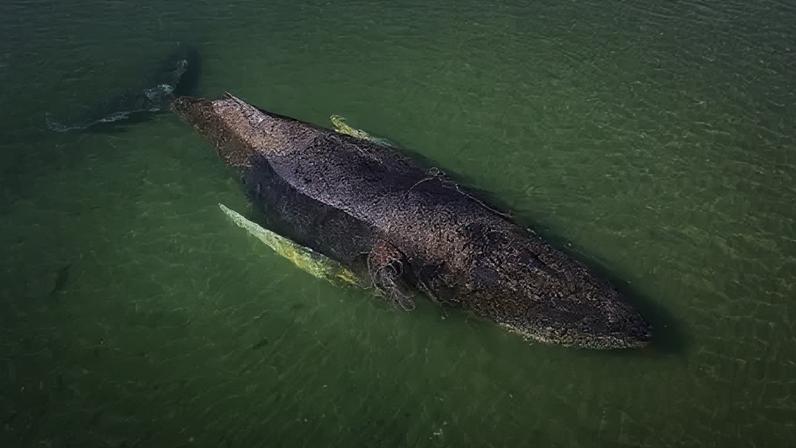 EPA/Sea Shepherd The partially submerged whale shown stranded on a shallow sandbank in Lubeck Bay on 23 March