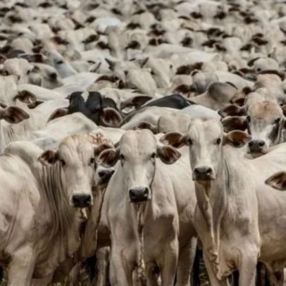 EU exclui Brasil da lista de exportadores de carne