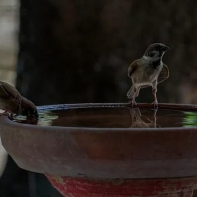 Adicionar item ao bebedouro atrai pássaros para a varanda