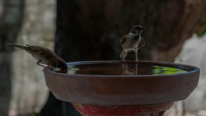 Passarinhos no bebedouro