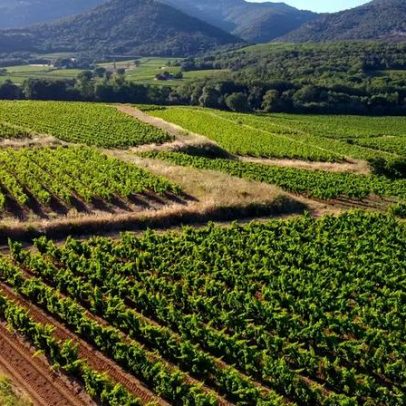 Na Provença, o vinho branco conquista espaço no país do rosé