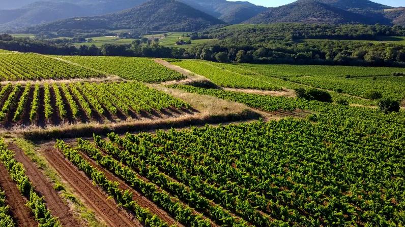 Na Provença, o vinho branco conquista espaço no país do rosé