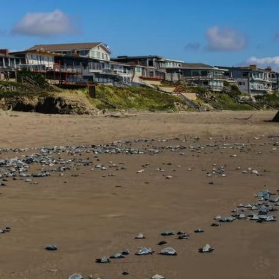 Milhões de organismos azul-elétrico cobrem praias dos EUA; aquecimento do oceano ligado
