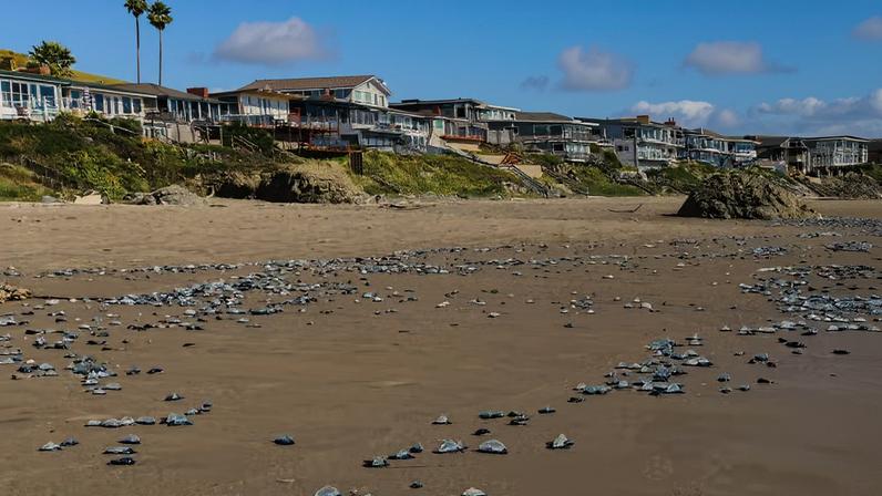 Milhões de “veleiros-do-vento” cobriram praias da costa oeste dos EUA; após encalharem, os organismos começam a se decompor. — Foto: Reprodução/@cayucosca