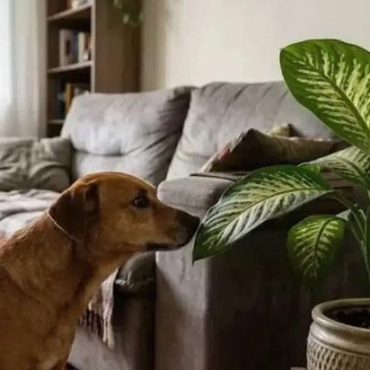 Muita gente só percebe o perigo dessa planta após um susto