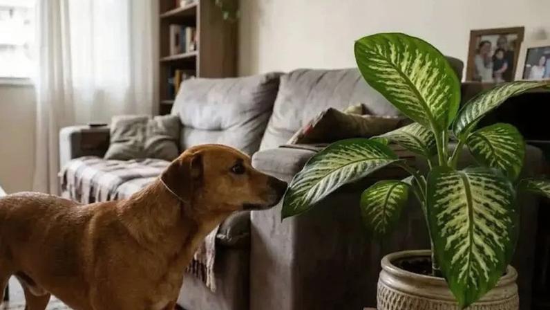 Planta comigo-ninguém-pode é venenosa