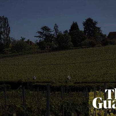 Vale de Essex vira uma das regiões vinícolas mais promissoras do Reino Unido