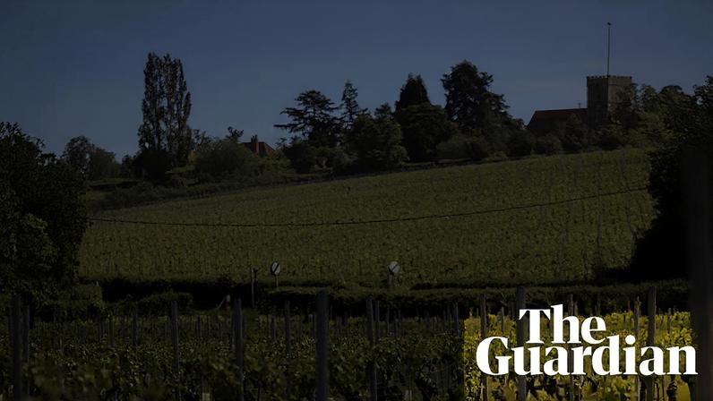 Vale de Essex vira uma das regiões vinícolas mais promissoras do Reino Unido