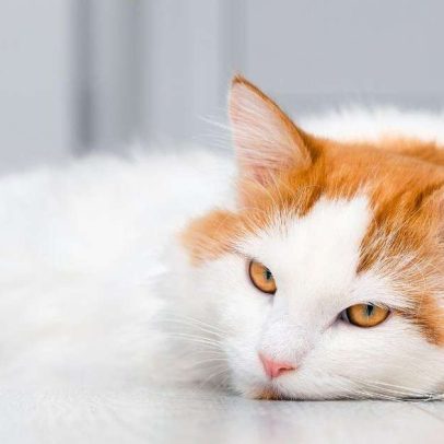 Quanto tempo cães e gatos podem ficar sozinhos: limites recomendados