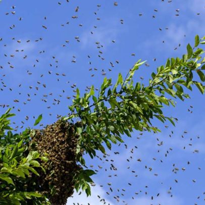 Afastar abelhas com medidas simples e soluções naturais