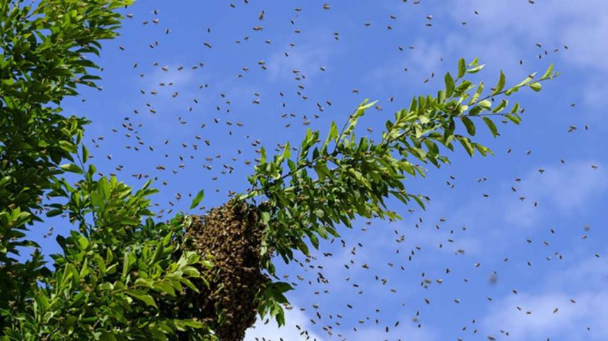Afastar abelhas com medidas simples e soluções naturais