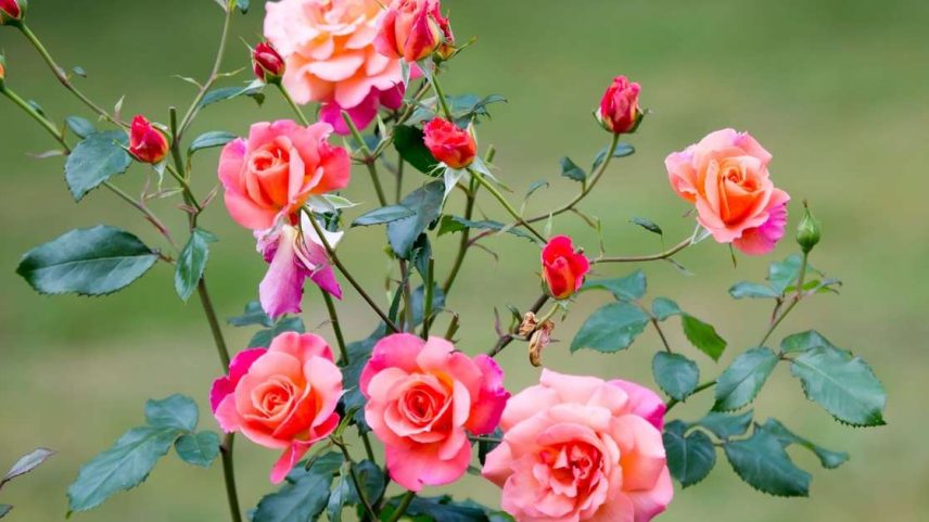 Segredos para cultivar rosas em casa